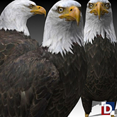 [Danya] Bald Eagle