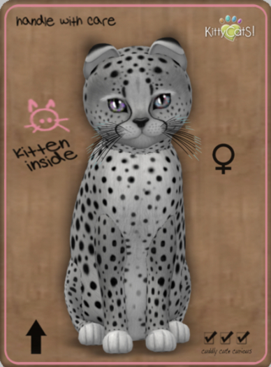 KittyCatS Box - Cheetah! - Silver Female