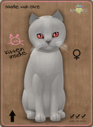 KittyCatS Box - Abyssinian - Platinum Female
