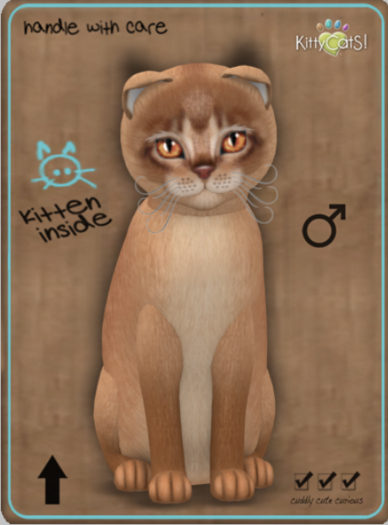 KittyCatS Box - Abyssinian - Cinnamon Male