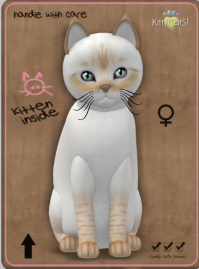 KittyCatS Box - Balinese - Flame Lynx Female