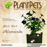 PlantPet Seed [Alamanda *Hard Rock*] *Common*
