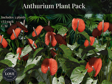 LOVE SUPERSTORE - ANTHURIUM PLANT PACK