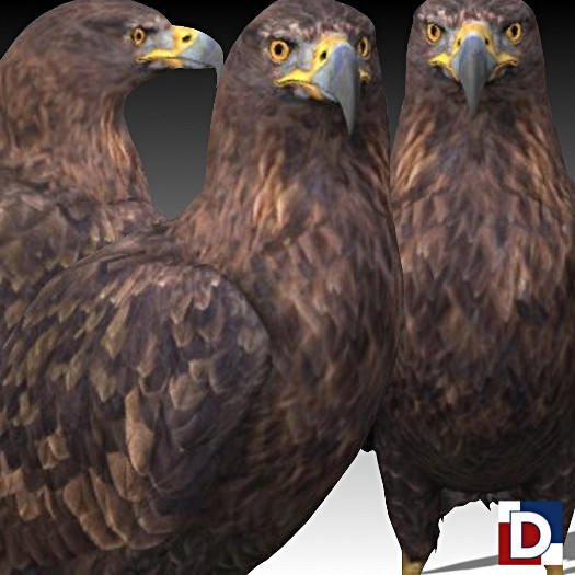 [Danya] Golden Eagle