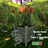 Wooden Planter with Tulips in Yellow/Red