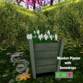 Wooden Planter with Snowdrops