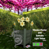 Wooden Planter with Daffodils in Light Yellow