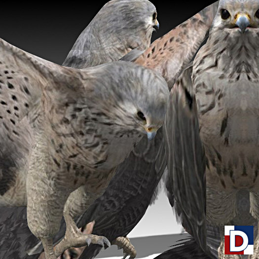 [Danya] Kestrel