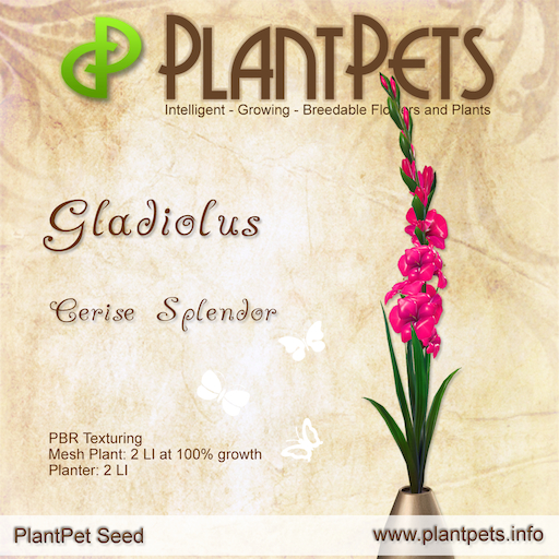 plantpets Gladiolus *Cerise Splendor* Texture