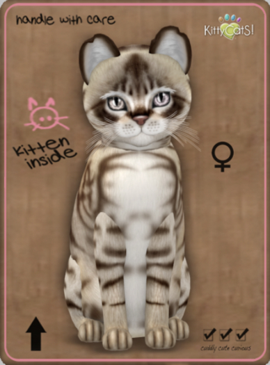 KittyCatS Box - Australian Mist - Dark Chocolate Female