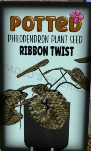 Potted: Philodendron Seed: Ribbon Twist