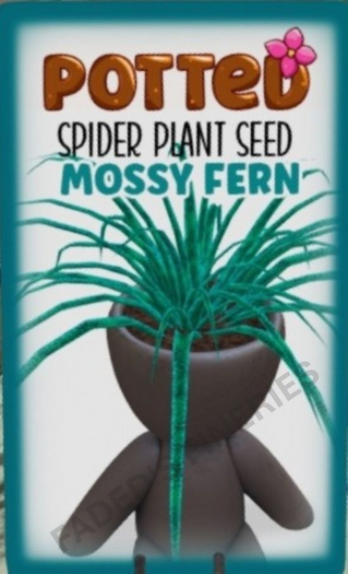 Potted: Spider Seed: Mossy Fern