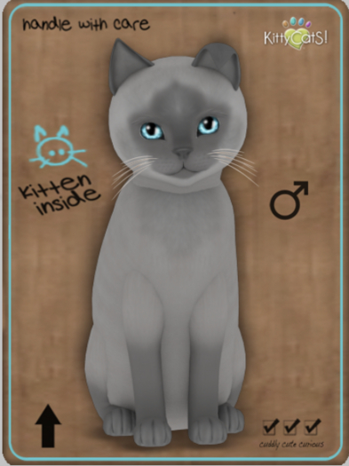 KittyCatS Box - Siamese - Lilac Male