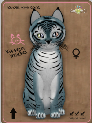 KittyCatS Box - Tiger! - Dusky Blue Female