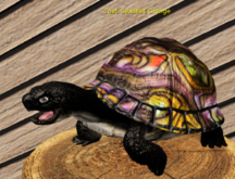 Male Breedable Foxtrot Box Turtle Seashell Orange XLarge