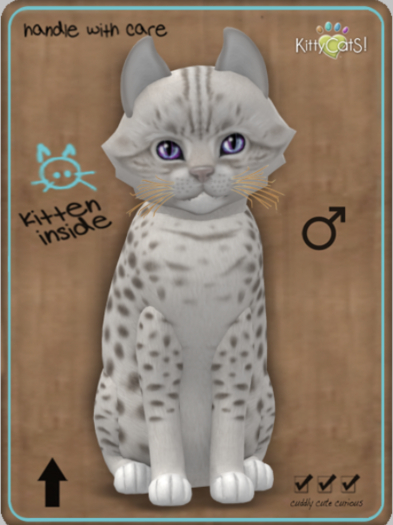 KittyCatS Box - Ocicat - Platinum Male