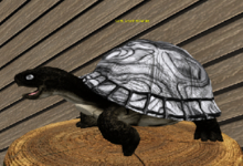 Female Breedable Foxtrot Box Turtle Shell White Large