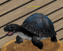 Female Breedable Foxtrot Box Turtle Galaxie Blue Pixie
