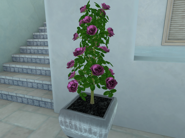 Potted roses pink