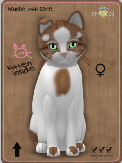 KittyCatS Box - Genesis - Flame V Female
