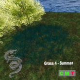 Grass 4 - Summer