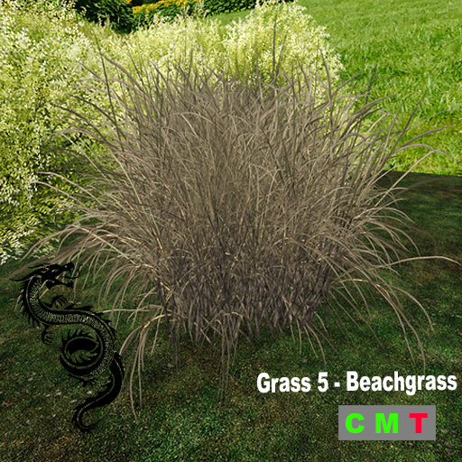 Grass 5 - Beachgrass