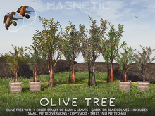 Magnetic - Olive Tree