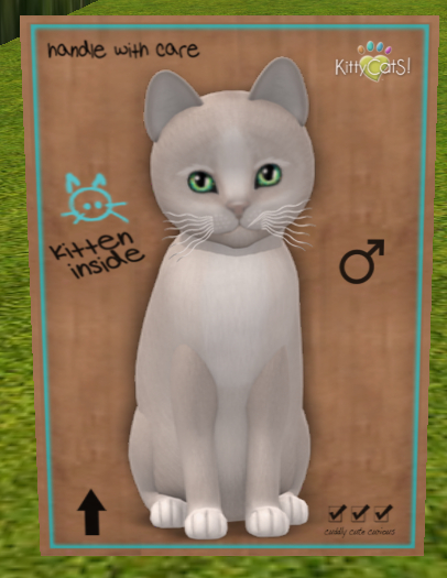 KittyCatS Box - New Born Kitten