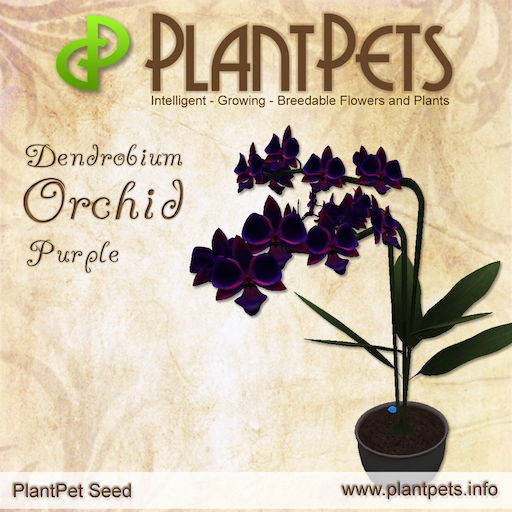 Plantpets Dendrobium Orchid *Purple* Texture