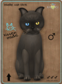 KittyCatS Box - Burmese - Champagne Male