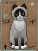 KittyCatS Box - Snowshoe - Chocolate Male