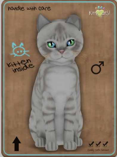 KittyCatS Box - Australian Mist - Snow Male