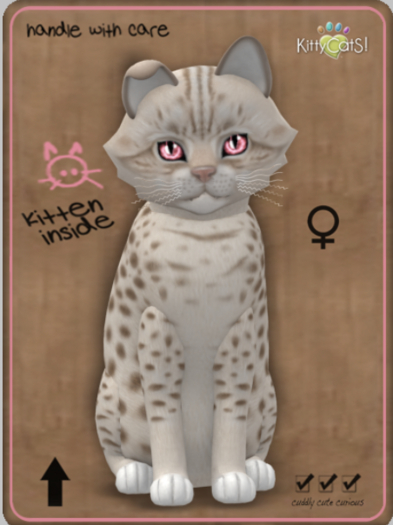 KittyCatS Box - Ocicat - Lavender Female