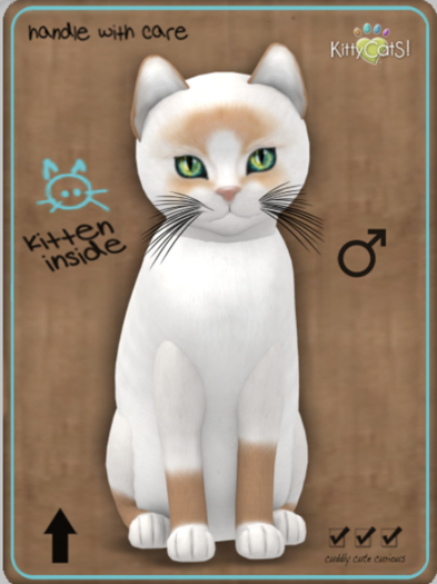 KittyCatS Box - Snowshoe - Red Male