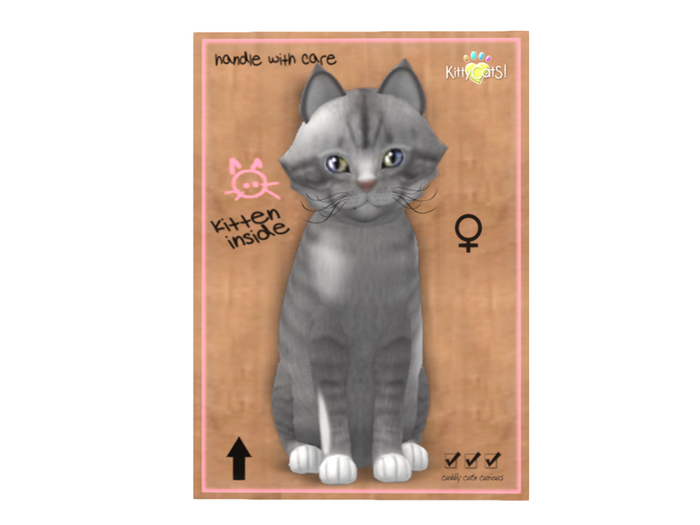 KittyCatS Box - 8T - F - Shabby Tabby - Overcast