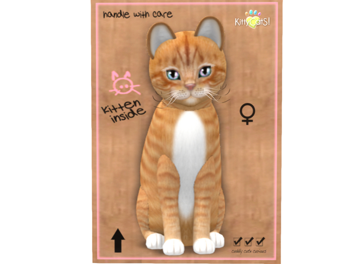 KittyCatS Box - 8T - F - European Shorthair - Ginger Snap