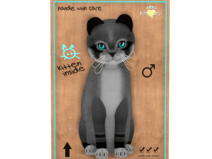 KittyCatS Box - 8T - M - Foxie - Argyle