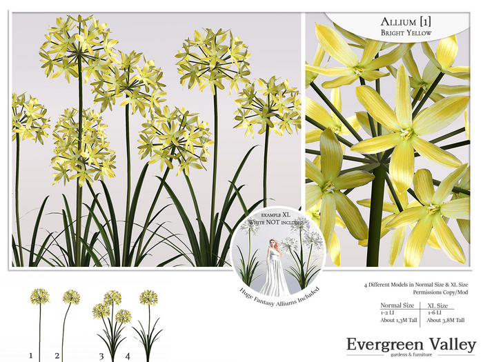 Allium [1] Bright Yellow