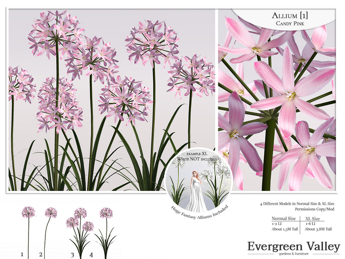 Allium [1] Candy pink