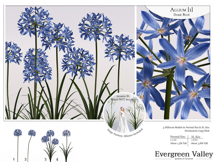 Allium [1] Dark Blue