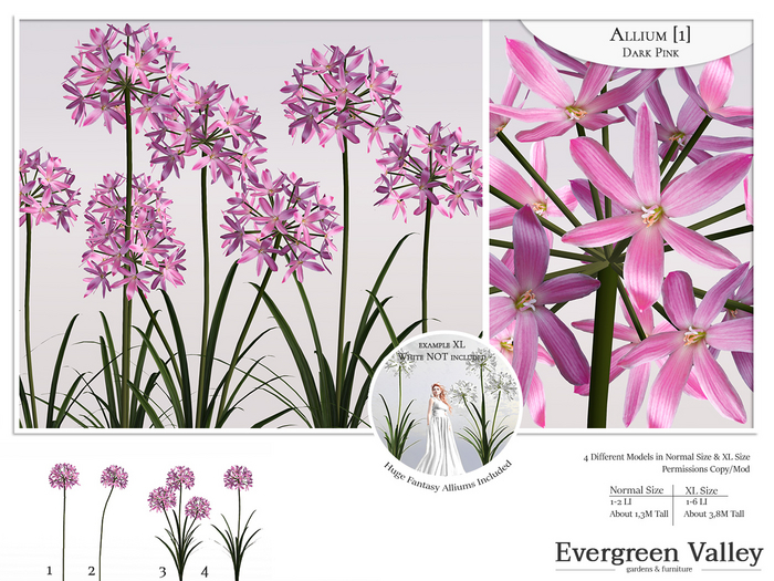 Allium [1] Dark Pink