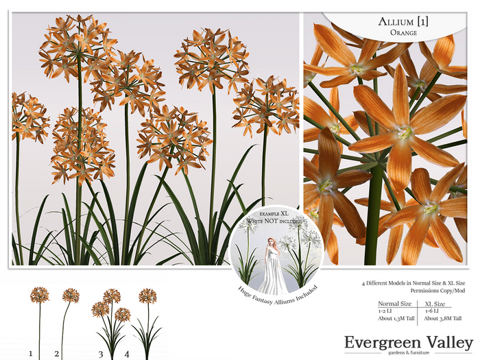 Allium [1] Orange