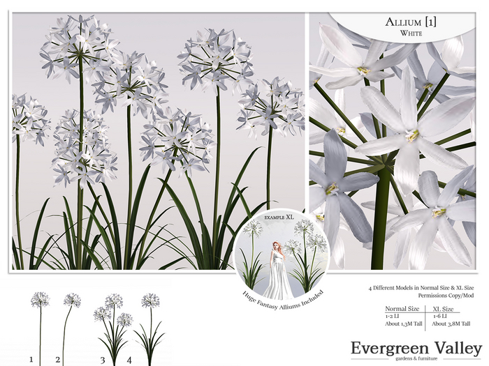 Allium [1] White