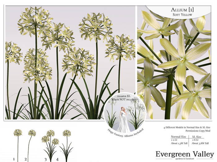 Allium [1] Soft Yellow