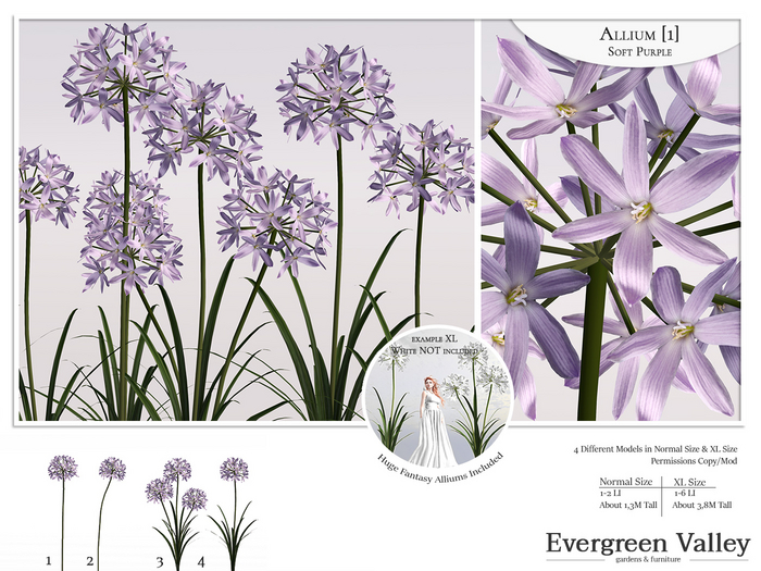 Allium [1] Soft Purple