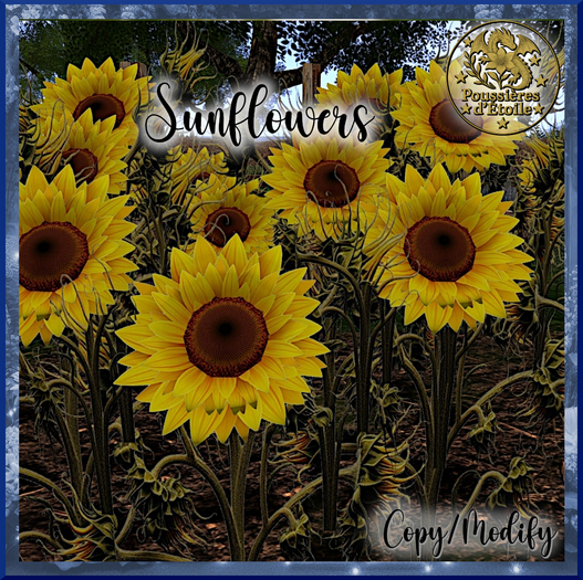 Poussières d'Etoile Sunflowers