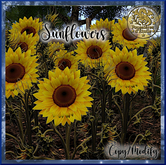 Poussières d'Etoile Sunflowers