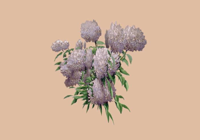 *TYCS* - COPY & MOD Plant - Hydrangea Pink - 1 plane sculpt prim