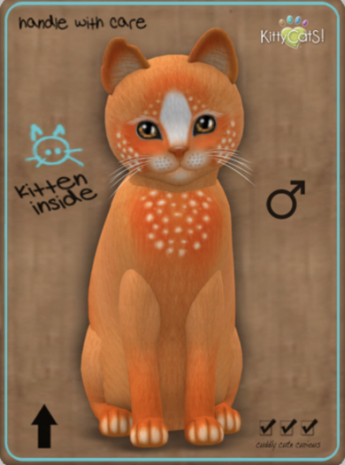 KittyCatS Box - Confetti - OrangeBerry Male