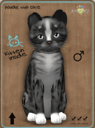 KittyCatS Box - Genesis - Smokey IV Male